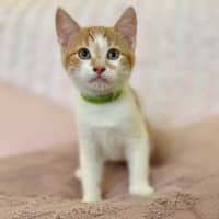 Photo of Zoe   In Foster Care In Croydon