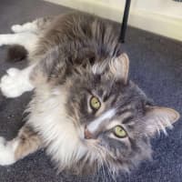 Photo of Merlin