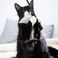 Photo of Seraphine