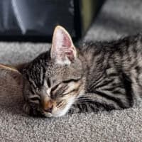 Photo of Coco 