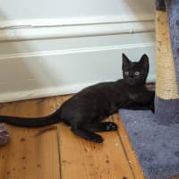 Photo of Midnight