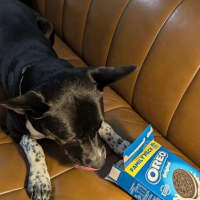 Photo of Oreo