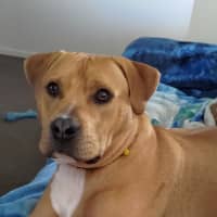 Photo of Shadow