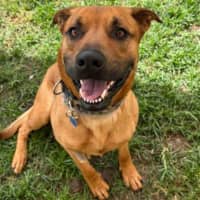 Photo of Biggie Paws