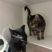Photo of Salem