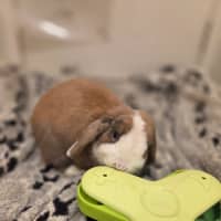 Photo of Snuggles