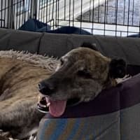 Photo of Brinny The Greyhound