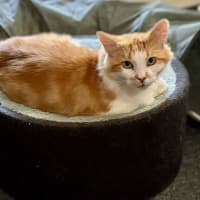 Photo of Nacho