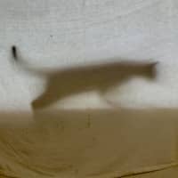 Photo of Edith   Located In Warrandyte