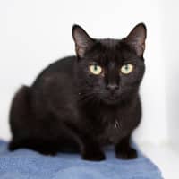 Photo of Mrs. Lovett