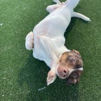 Photo of Nemo Imp 1733