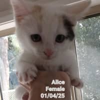 Photo of Alice