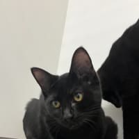 Photo of Cj (Charlee Junior)