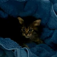 Photo of Rosa (Maisy)