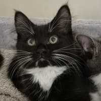 Photo of Misty Meet Me@ Petstock Hastings Store