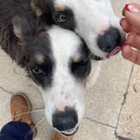 Photo of Tootles