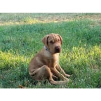 Photo of Hurley *$350 Adoption Fee*