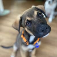 Photo of Merv  3 Month Old German Shepherd X