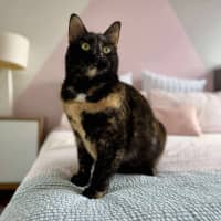 Photo of Bambi   In Foster Care In Macleod