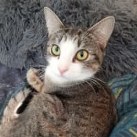 Photo of Lucy & Frankie *9 Lives Project Rescue*