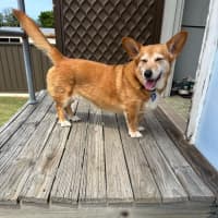 Photo of Ruby   11 Year Old Cardigan Corgi (Trial)