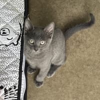 Photo of Odin