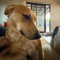 Photo of Archie