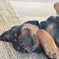 Photo of Murphy