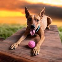 Photo of Tilly