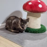 Photo of Poppy