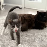 Photo of Ziggy 💙🧶