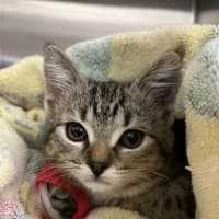 Photo of Margot   Located In Templestowe