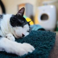 Photo of Carl   In Foster Care In Tranvancore