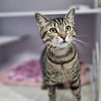 Photo of Partridge 