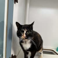 Photo of Honey