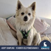 Photo of Dumpling   10 Month Old Pomeranian X Spitz