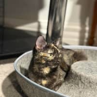 Photo of Tezza