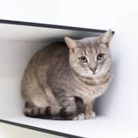 Photo of Oscar