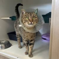 Photo of Betty