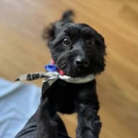 Photo of Koda   1 Year Old Cavoodle