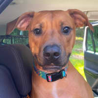 Photo of Calliope