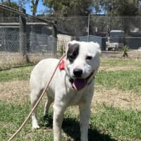 Photo of Captain Feathersword