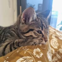 Photo of Nina   Located In Kensington