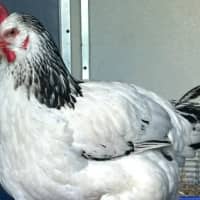 Photo of Daisy And Henry