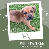 Photo of Tilly