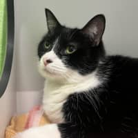 Photo of Peppy (Bonded With Ivy)