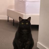 Photo of Cosmo