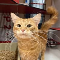 Photo of Sir Meowsalot
