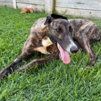 Photo of Clay, The Greyhound