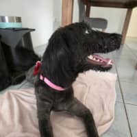 Photo of Merry
